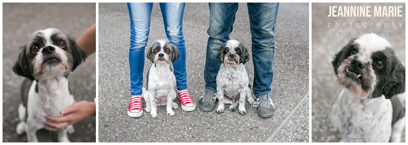 dogs, couple, pink sneakers, anniversary photos, Minneapolis