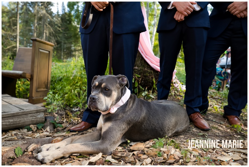 dog, dogs in weddings, wedding ceremony, backyard ceremony, rustic wedding ceremony, woodsy wedding ceremony, Duluth wedding, backyard wedding, woodsy wedding, rustic elegance wedding, rustic wedding, DIY wedding, blush wedding, navy blue wedding, tent wedding, Duluth wedding photographer, Minnesota wedding photographer, Jeannine Marie Photography, Lundeen Productions,Wedding & Event Design by Paper Capers, Kurtz Catering, Sounds Unlimited, Mari Mayde, Bella Rose, David's Bridal, Men's Wearhouse
